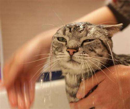 猫咪洗澡用什么沐浴露，猫咪沐浴露选择技巧
