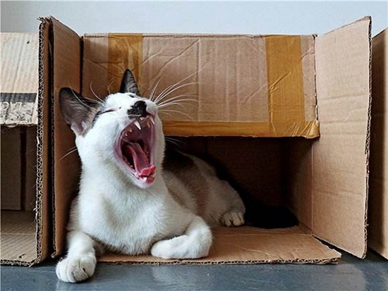 猫咪为什么喜欢箱子，猫咪喜欢箱子原因大揭秘