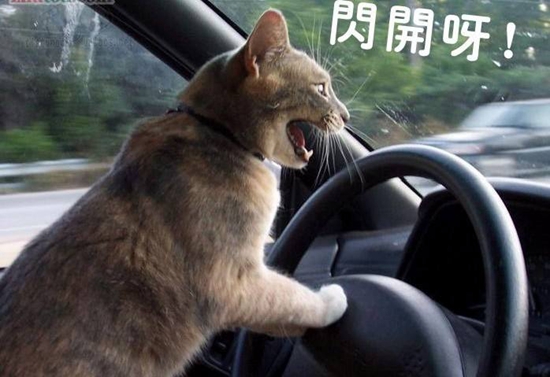 猫咪晕车怎么办，假期出行猫咪晕车解决办法