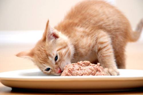 猫咪可以吃甜食吗，猫咪味觉大解析
