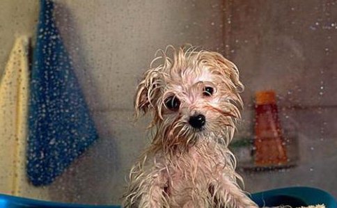 狗狗几个月可以洗澡，幼犬什么时候可以洗澡