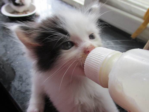 怎么给猫咪喂奶，小奶猫喂奶方法