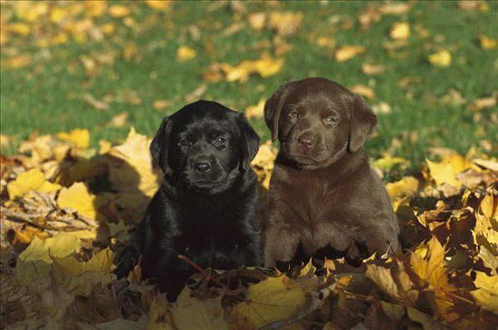 2个月的小拉布拉多犬怎么养，拉布拉多犬饲养指南手册