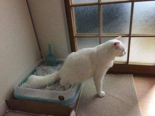 怎麼訓練猫咪用猫砂盆猫咪廁所訓練方法