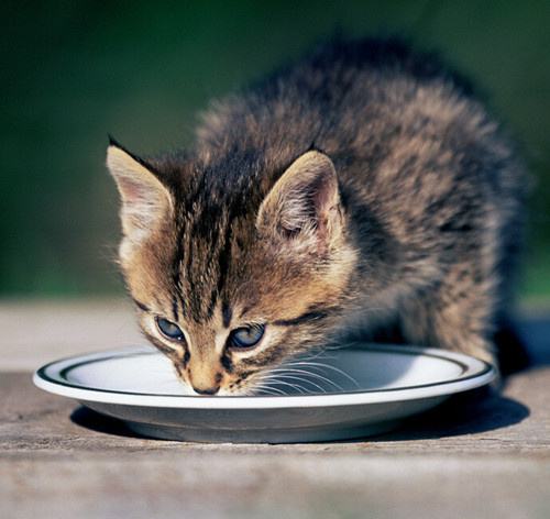 幼猫粮与成年猫粮有什么区别 二者区别介绍