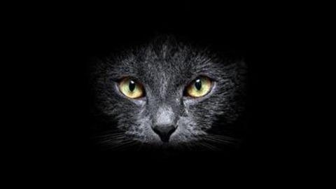 猫咪眼睛为什么会发光，猫咪眼睛发光原理