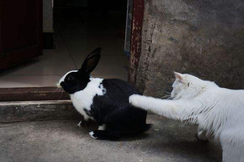 猫和兔子能一起养吗，猫兔饲养原理