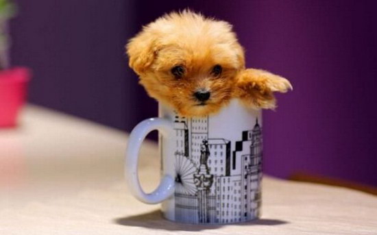 茶杯泰迪犬多少钱一只，茶杯泰迪犬价格
