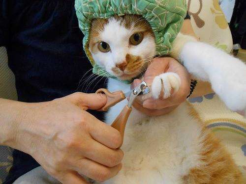 猫咪剪指甲会疼吗，猫咪剪指甲技巧