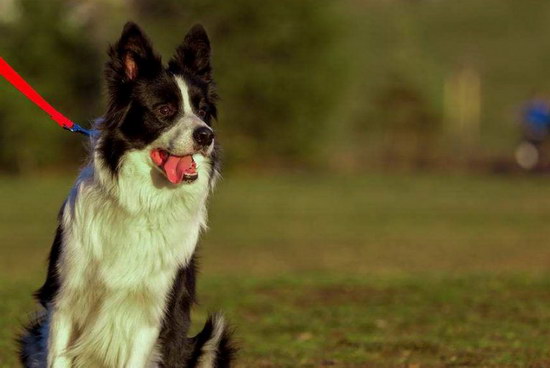 边境牧羊犬怎么养 边境牧羊犬饲养方法2