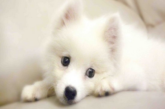 银狐犬价格是多少钱 纯种银狐犬多少钱一只1