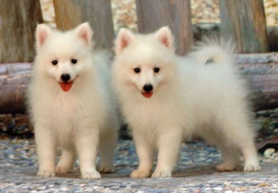 银狐犬价格是多少钱 纯种银狐犬多少钱一只3