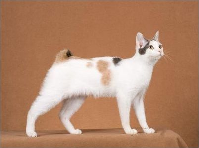 日本短尾猫多少钱一只，短尾猫价格介绍