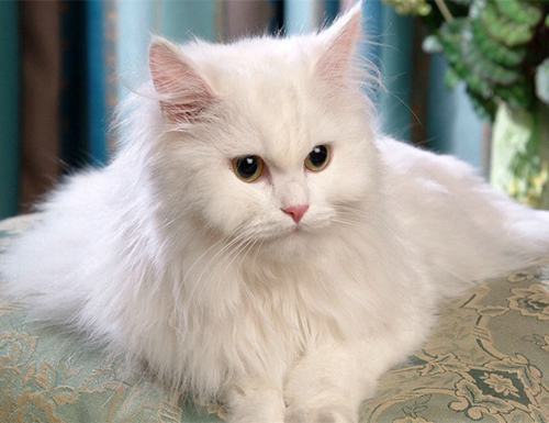 安哥拉猫有什么特征，土耳其安哥拉猫形态特征