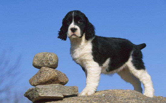 史宾格犬怎么养，英国史宾格犬饲养方法及注意事项