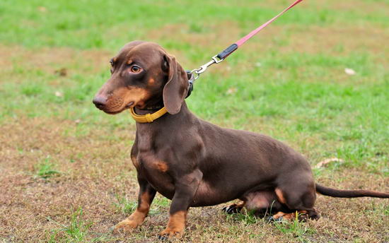 腊肠犬价格介绍，腊肠犬多少钱一只