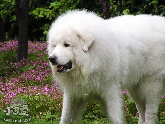 大白熊犬换毛怎么护理，大白熊犬换毛期间护理方法