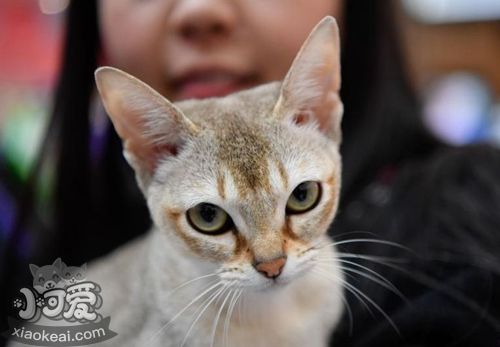 新加坡猫怎么训练 新加坡猫训练注意事项