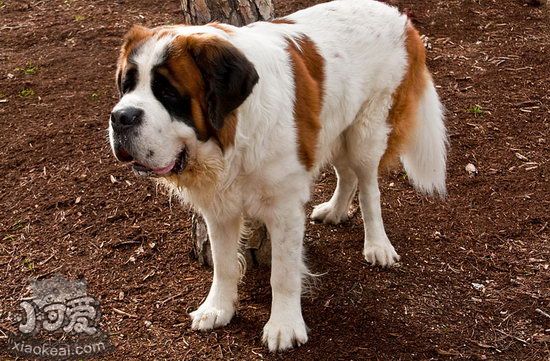 圣伯纳犬肠胃炎怎么办，圣伯纳犬肠胃炎症状及治疗方法