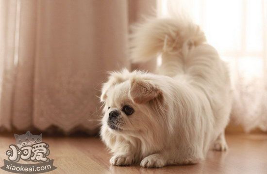 京巴犬怎么梳毛 北京犬毛发梳理方法1