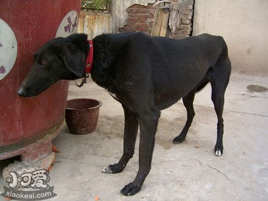 细犬幼犬怎么养，刚带回家两三个月的中国细犬照顾方法