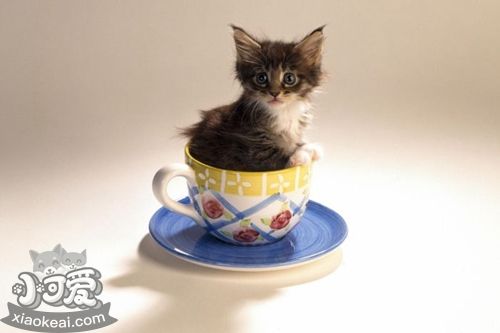 怎么训练茶杯猫听话，茶杯猫乖巧训练法