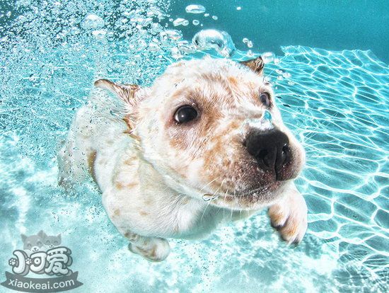 狗狗怎么学游泳 狗狗游泳学习训练教程