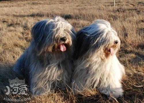 波兰低地牧羊犬犬瘟热怎么治疗，犬瘟热治疗方法