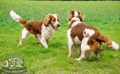 怎么训练威尔士跳猎犬听口令，威尔士跳猎犬口令训练法