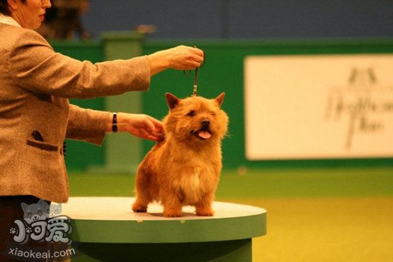 罗威士梗如何训练，挪威梗幼犬训练技巧