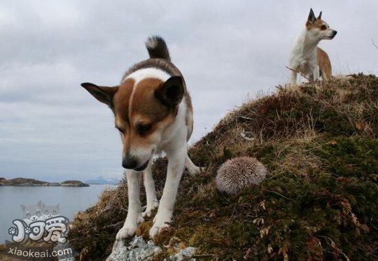 挪威伦德猎犬卧倒怎么训练 挪威伦德猎犬趴下训练教程1