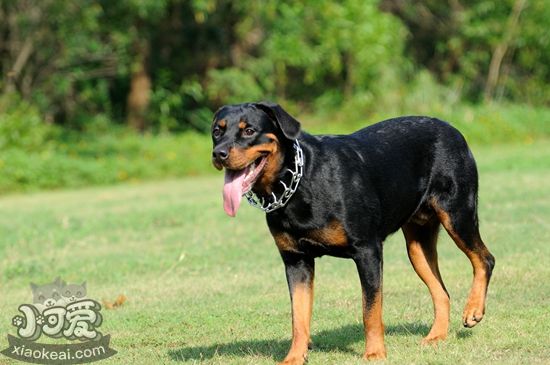 罗威纳犬吃那些 罗威纳犬饲养要素