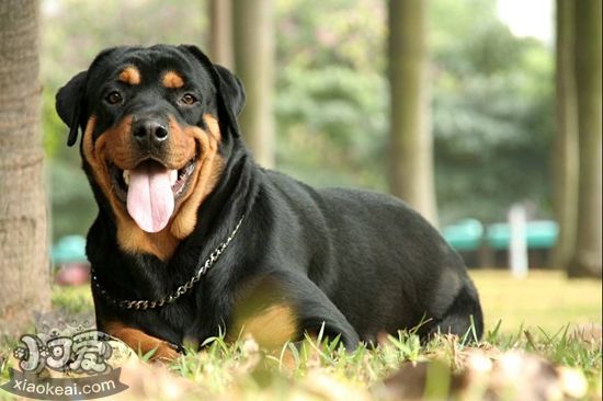 罗威纳犬牙齿如何清洗 罗威纳犬牙齿亲各级办法