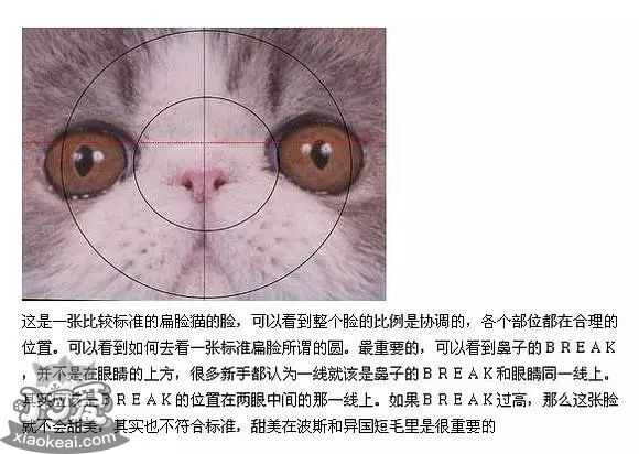 加菲猫怎么看眼鼻一线，加菲猫判断方法