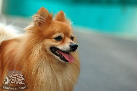 博美犬產後怎麼護理博美犬產後護理心得1