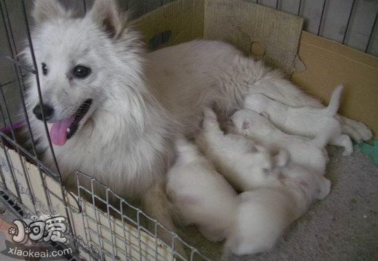 銀狐犬產後吃什麼銀狐犬生產後注意事項1