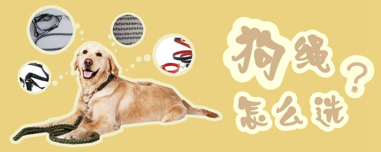 狗绳如何选