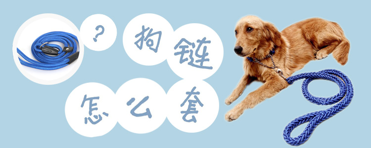 狗链如何套