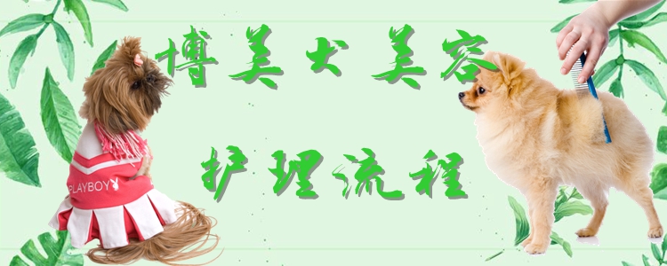 博美犬美容护理步骤