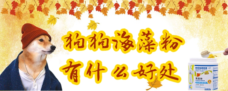 狗狗海藻粉有哪些好处