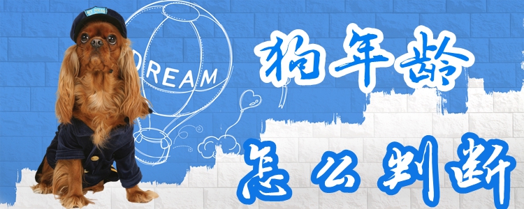 狗年龄如何判断