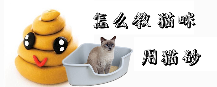 如何教宠物猫用猫砂