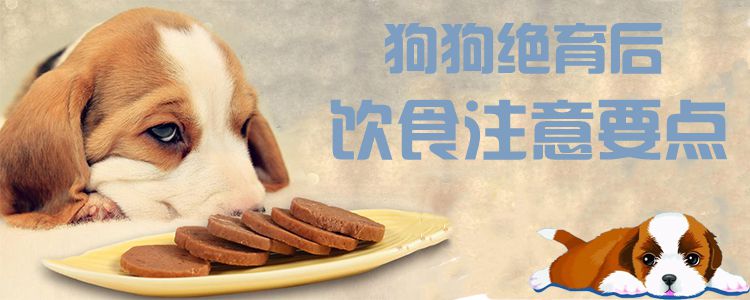 狗狗绝育后饮食注意要素