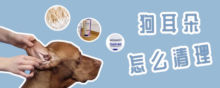 狗耳朵如何清理