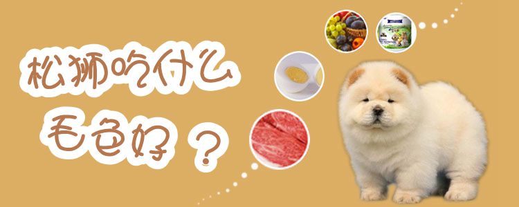 松狮吃那些毛色好