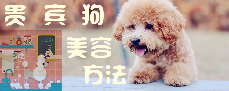 贵宾狗美容办法