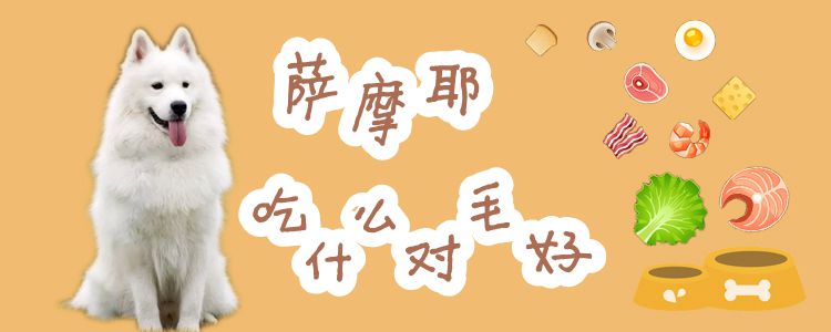 萨摩耶吃那些对毛好