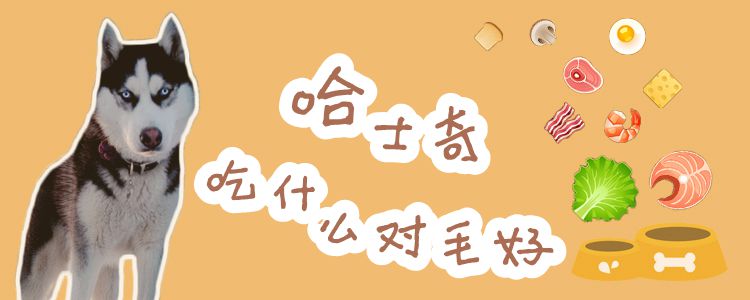 哈士奇吃那些对毛好