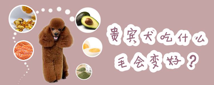 贵宾犬吃那些毛会变好