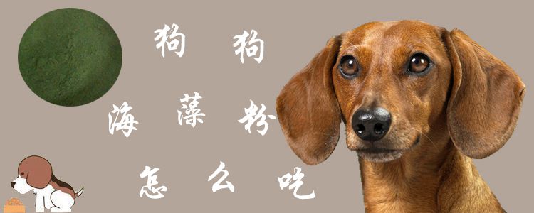 狗狗海藻粉如何吃